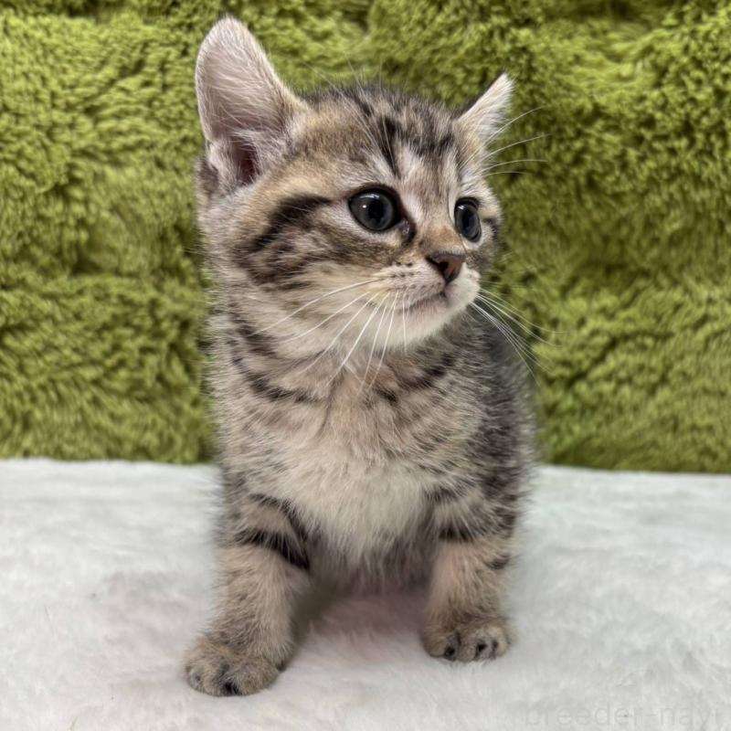 販売中の愛知県のマンチカン-135586の2枚目