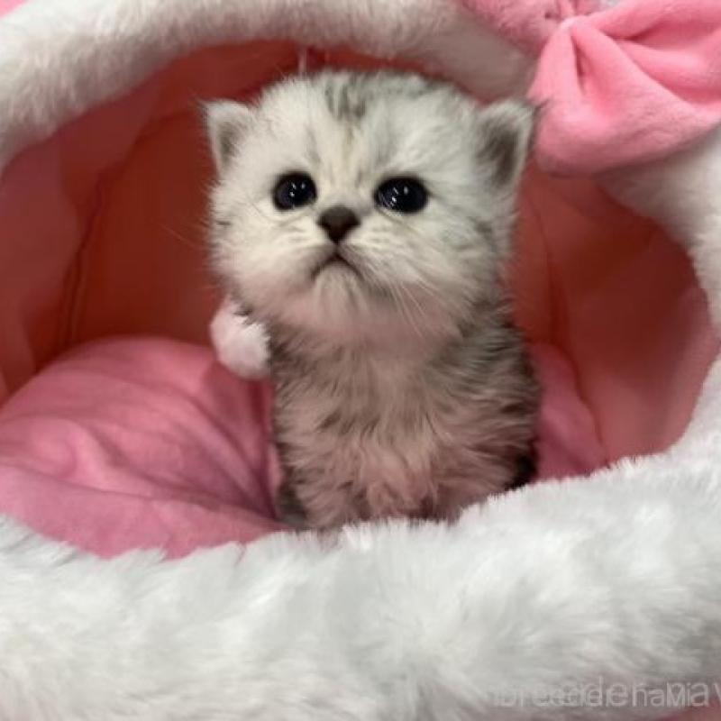 販売中の大阪府のペルシャ-135587の6枚目