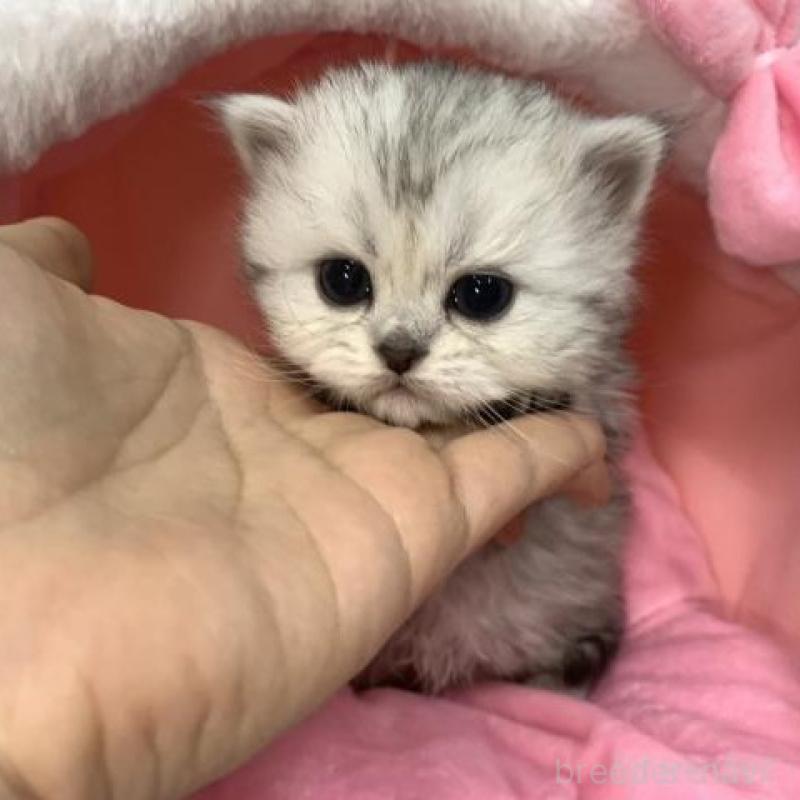 販売中の大阪府のペルシャ-135587の5枚目