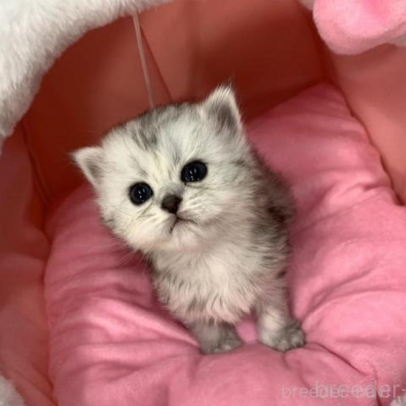 販売中の大阪府のペルシャ-135587の4枚目