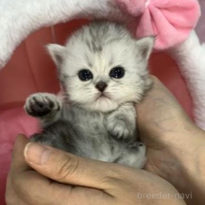 販売中の大阪府のペルシャ-135587の3枚目