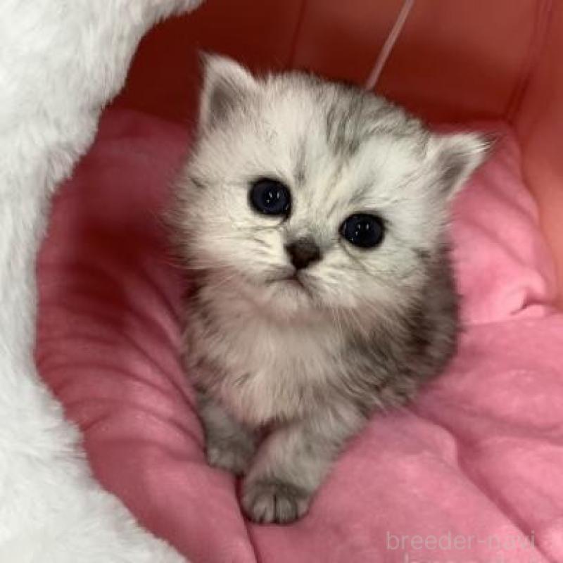 販売中の大阪府のペルシャ-135587の2枚目