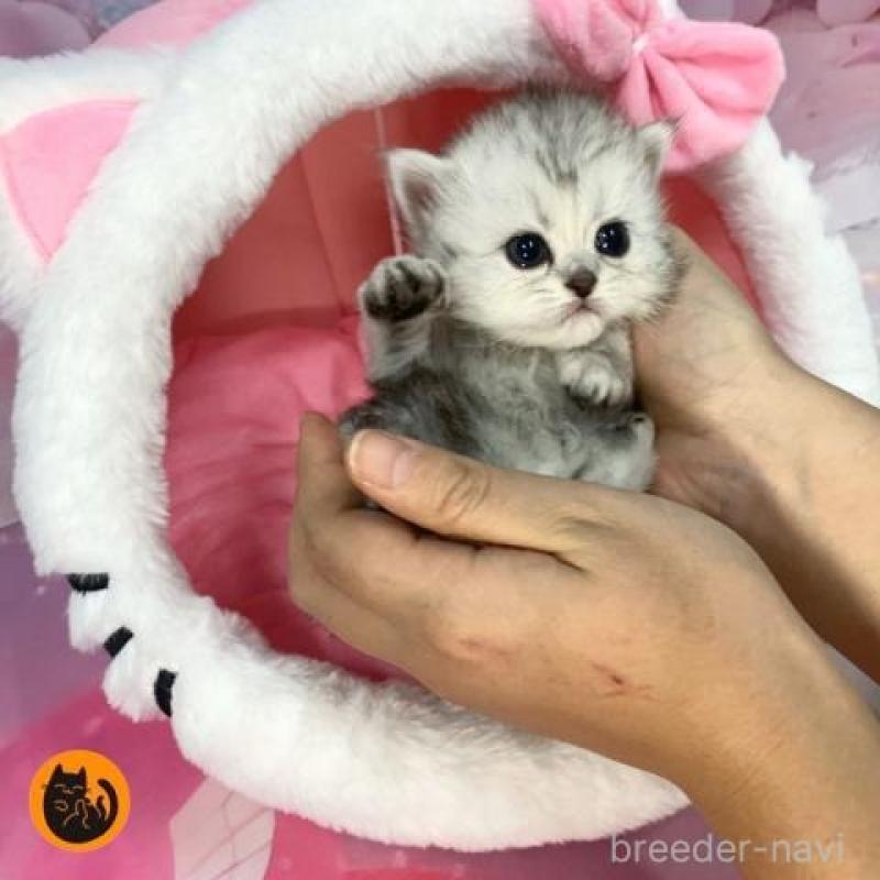 販売中の大阪府のペルシャ-135587の1枚目