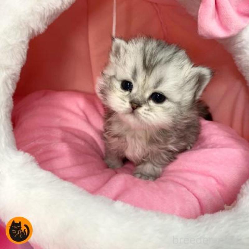 販売中の大阪府のペルシャ-135588の1枚目