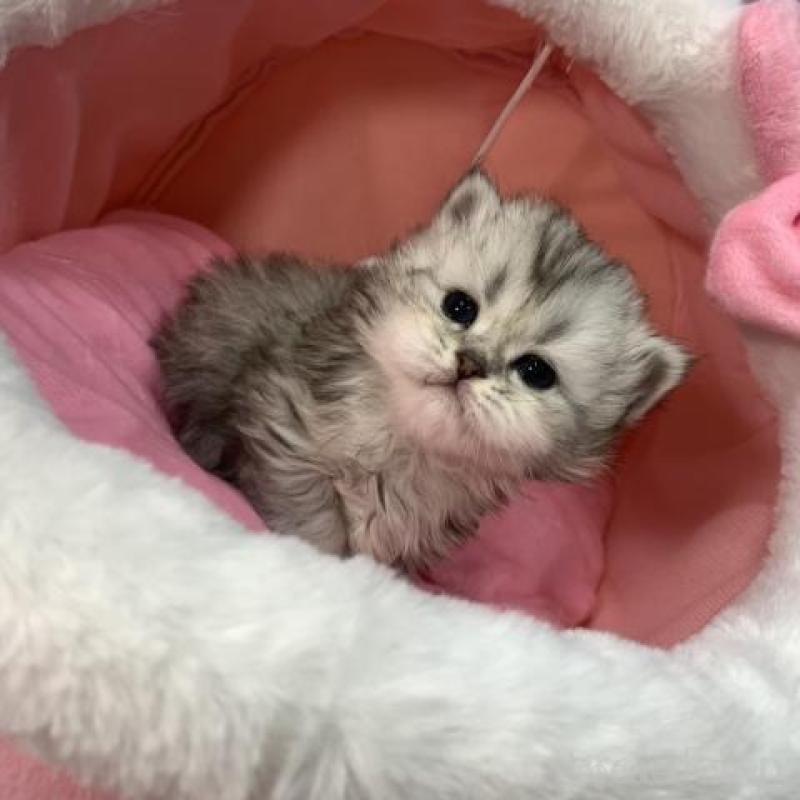 販売中の大阪府のペルシャ-135588の6枚目