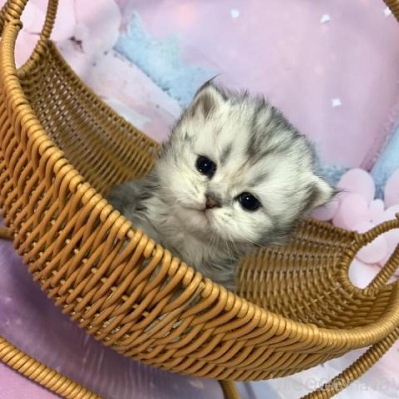 販売中の大阪府のペルシャ-135588の5枚目