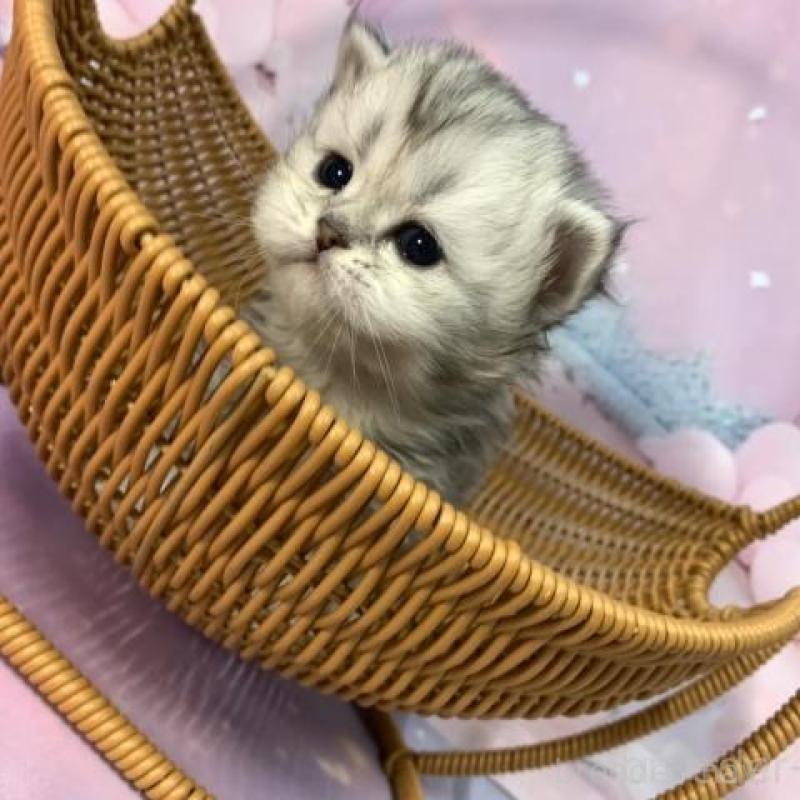 販売中の大阪府のペルシャ-135588の4枚目