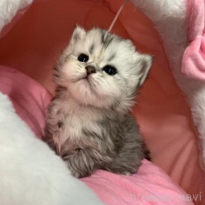 販売中の大阪府のペルシャ-135588の3枚目