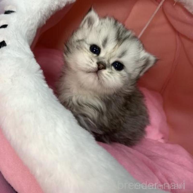 販売中の大阪府のペルシャ-135588の2枚目