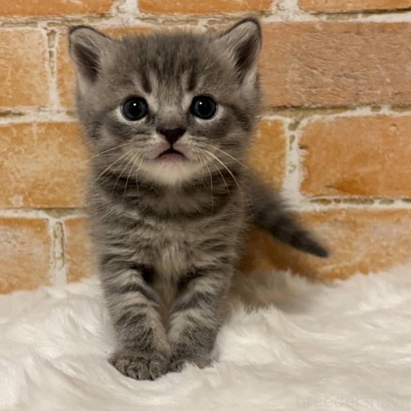 販売中の愛知県のマンチカン-135589の1枚目