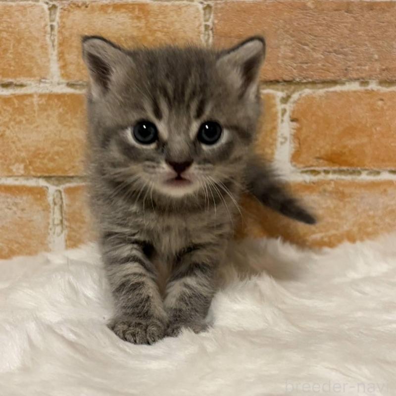 販売中の愛知県のマンチカン-135589の2枚目