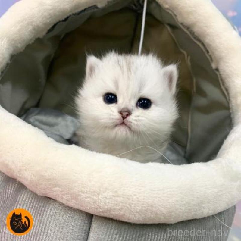 販売中の大阪府のペルシャ-135590の1枚目