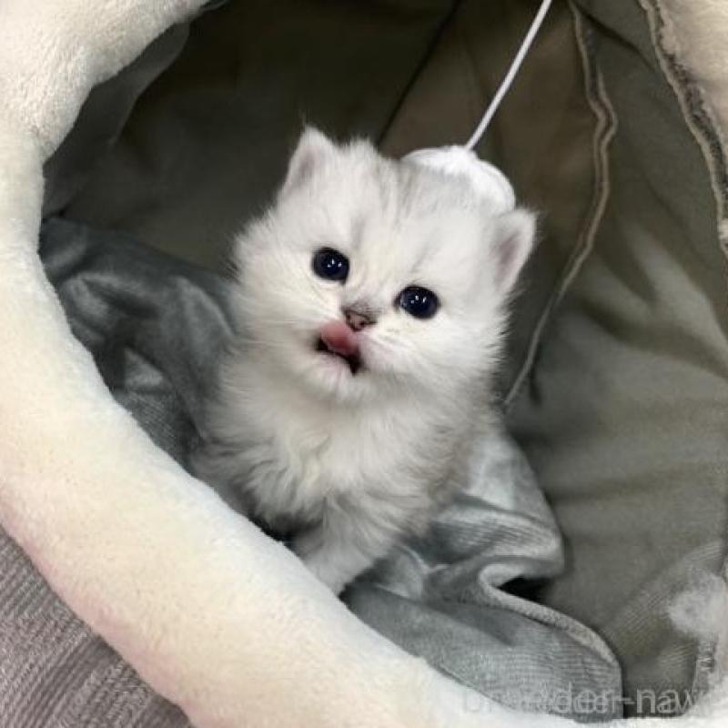 販売中の大阪府のペルシャ-135590の6枚目