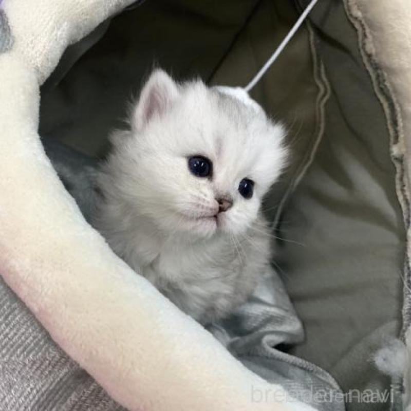 販売中の大阪府のペルシャ-135590の5枚目