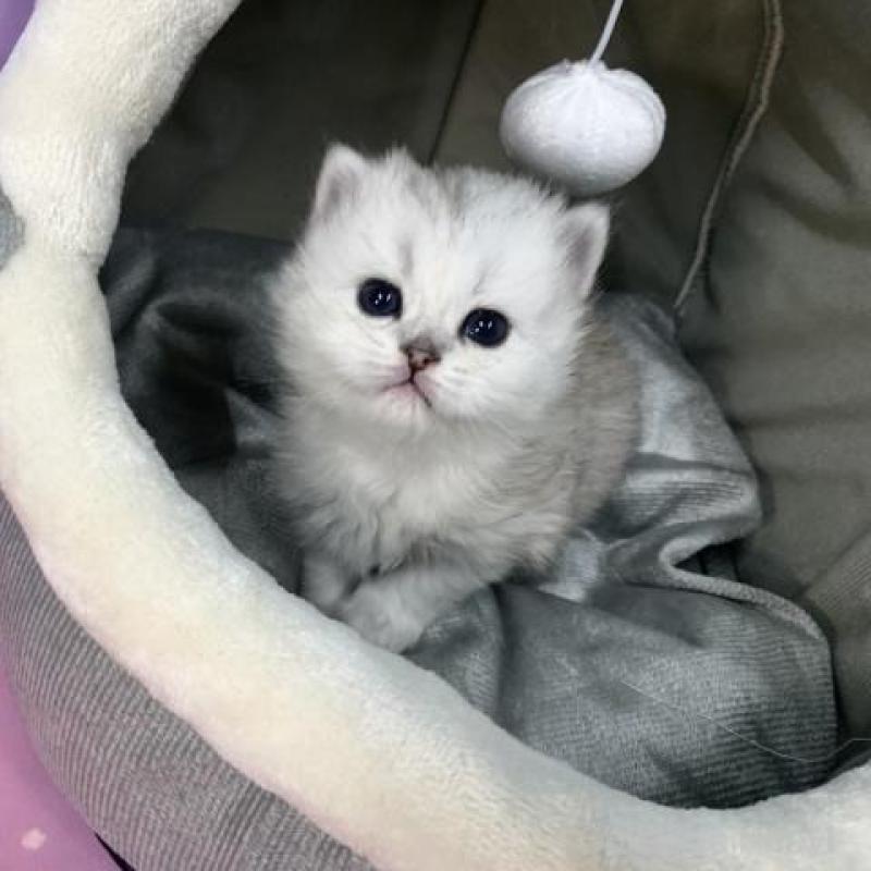 販売中の大阪府のペルシャ-135590の4枚目