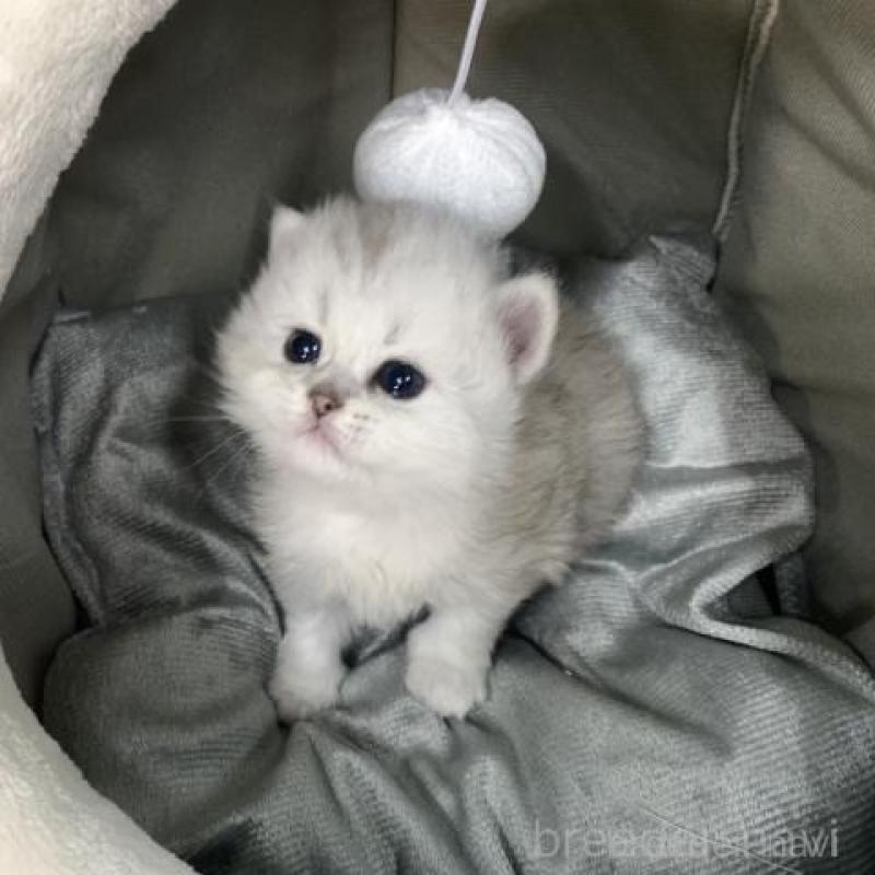 販売中の大阪府のペルシャ-135590の3枚目