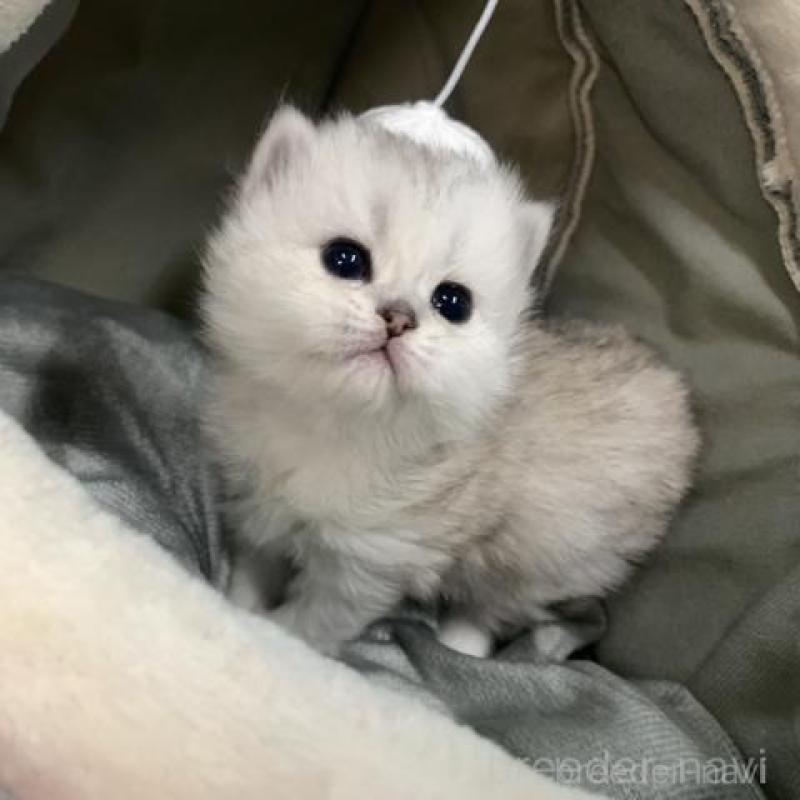 販売中の大阪府のペルシャ-135590の2枚目