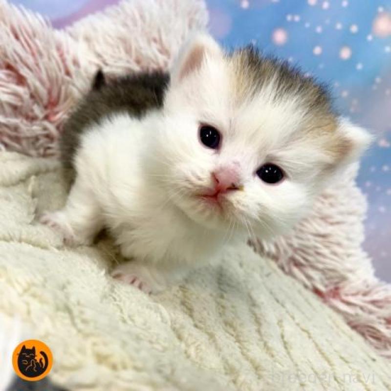 販売中の大阪府のスコティッシュフォールド-135591の1枚目