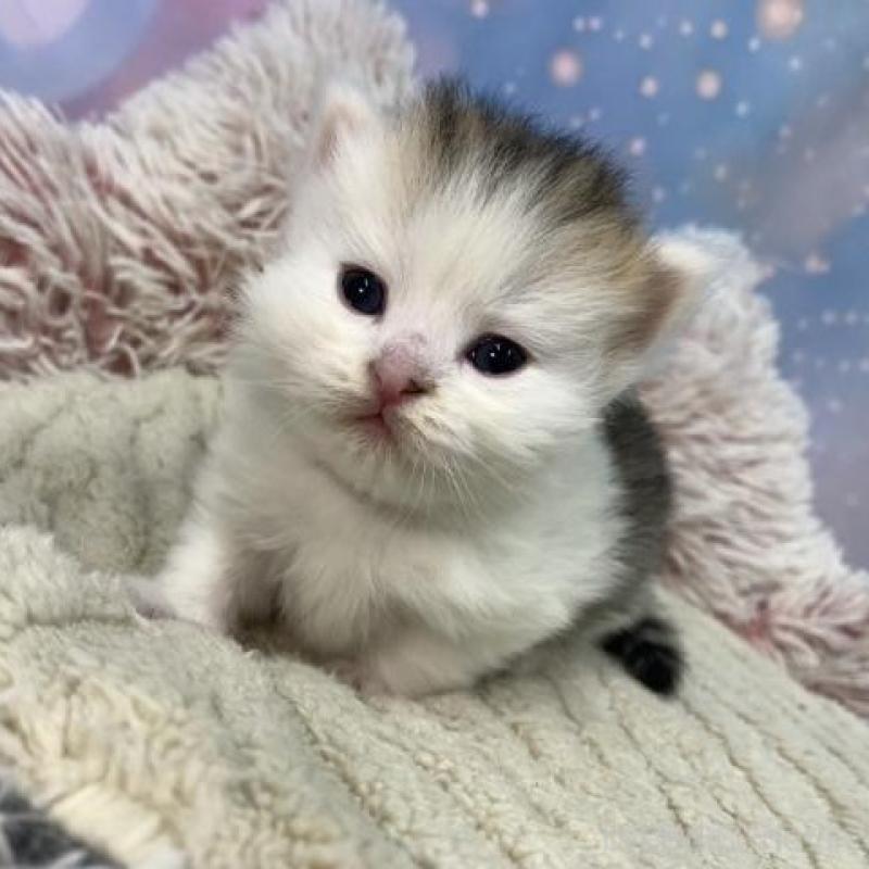 販売中の大阪府のスコティッシュフォールド-135591の5枚目