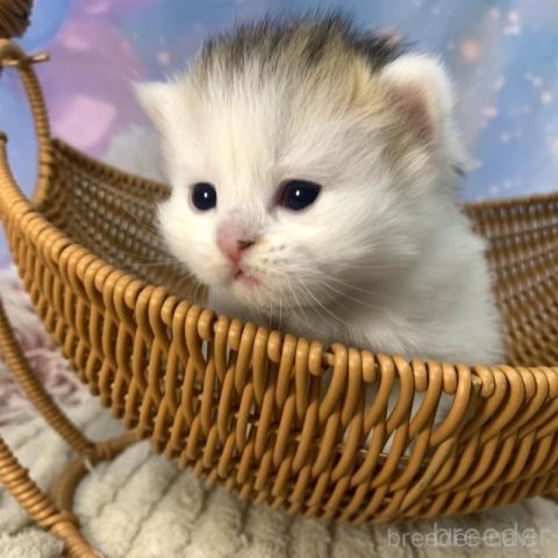 販売中の大阪府のスコティッシュフォールド-135591の4枚目