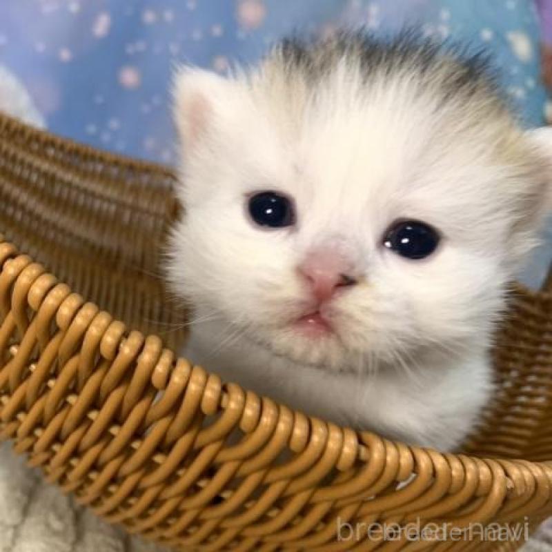 販売中の大阪府のスコティッシュフォールド-135591の3枚目