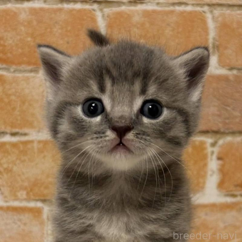 販売中の愛知県のマンチカン-135592の1枚目