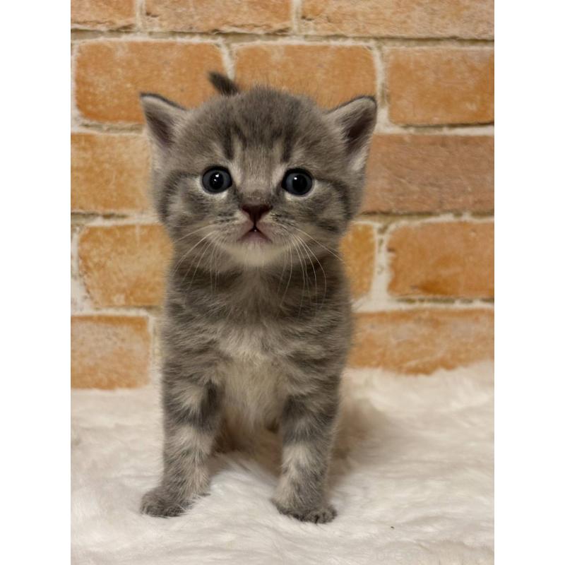 販売中の愛知県のマンチカン-135592の4枚目