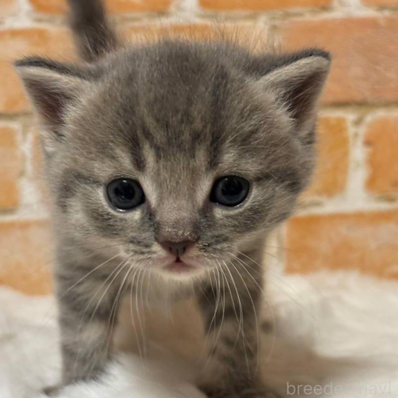 販売中の愛知県のマンチカン-135592の3枚目