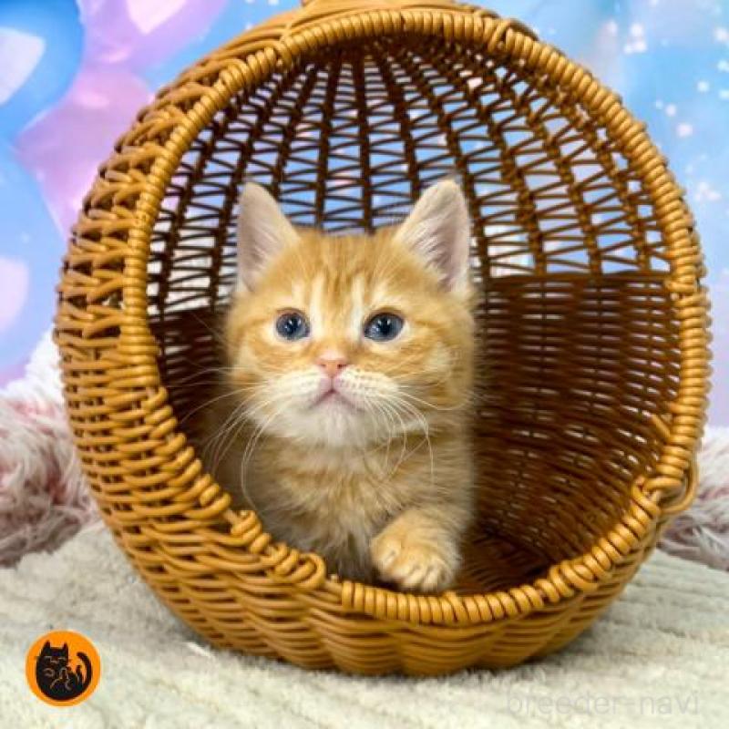 販売中の大阪府のスコティッシュフォールド-135593の1枚目