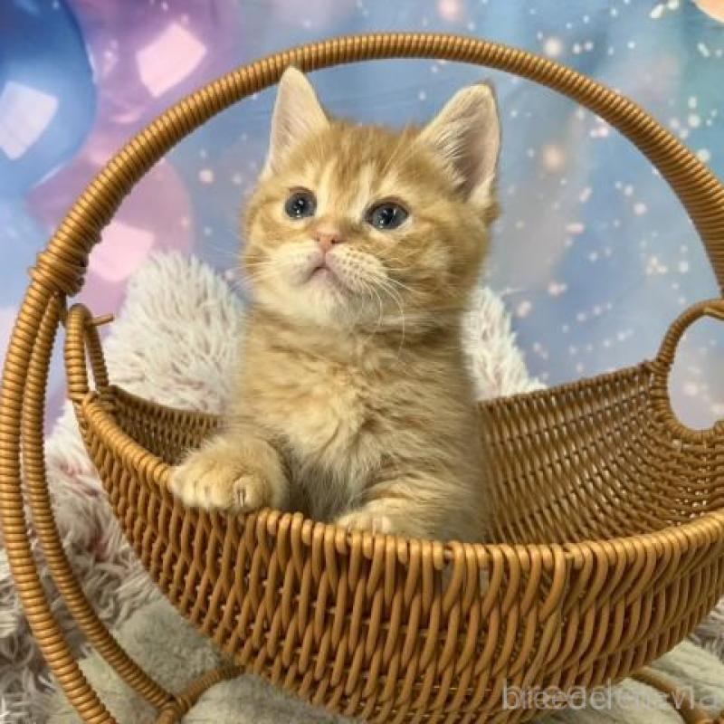 販売中の大阪府のスコティッシュフォールド-135593の6枚目