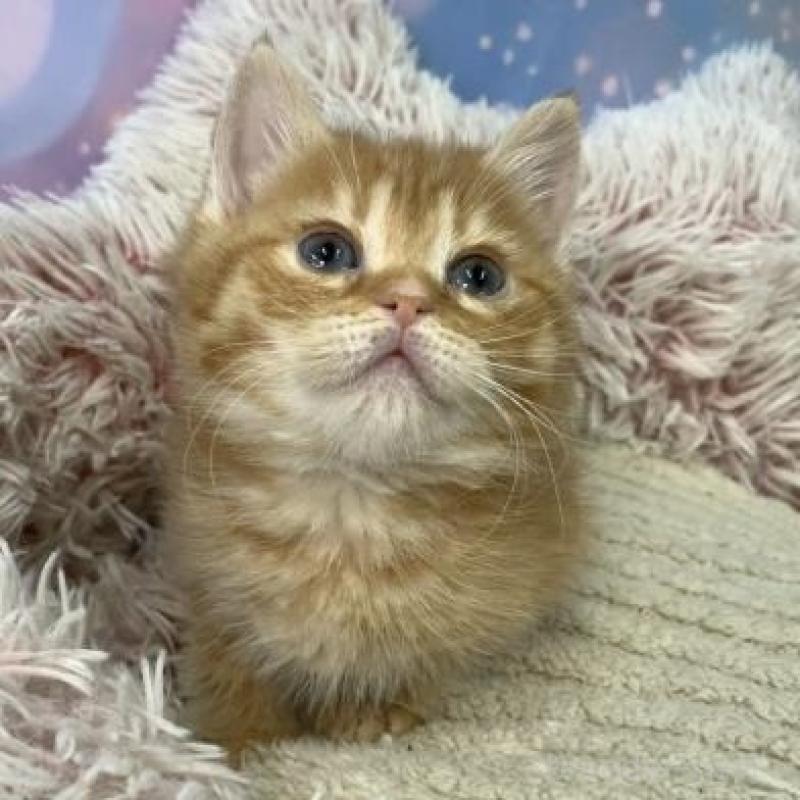 販売中の大阪府のスコティッシュフォールド-135593の4枚目