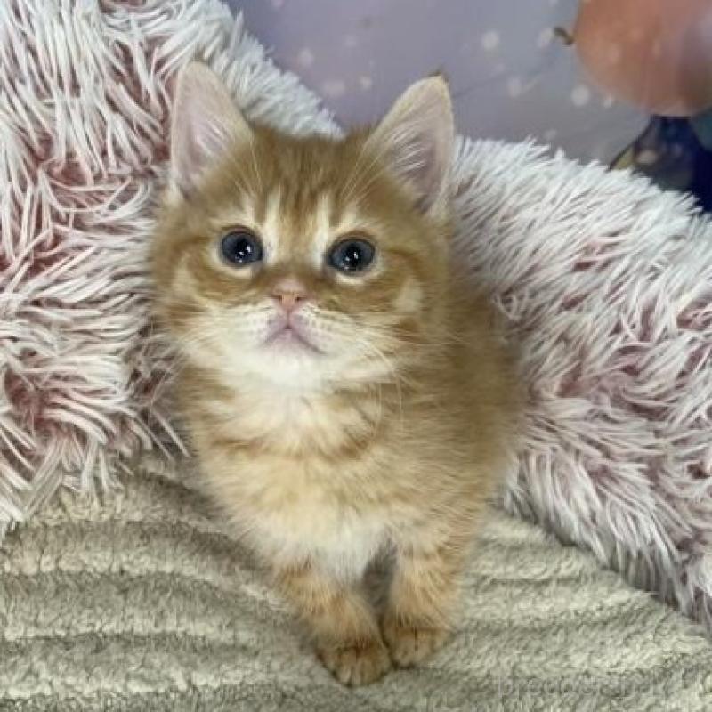 販売中の大阪府のスコティッシュフォールド-135593の2枚目