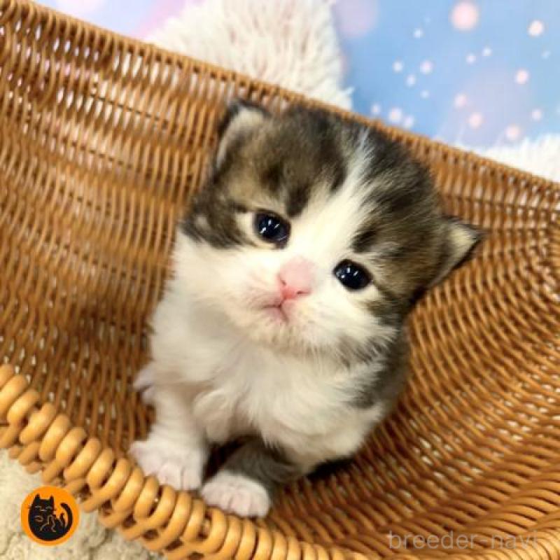 販売中の大阪府のスコティッシュフォールド-135594の1枚目