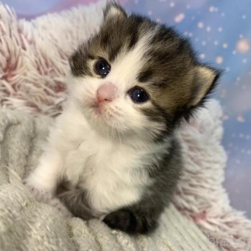 販売中の大阪府のスコティッシュフォールド-135594の6枚目