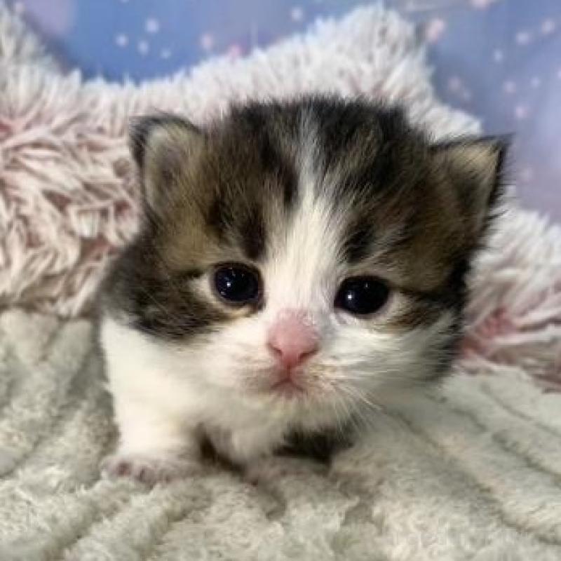 販売中の大阪府のスコティッシュフォールド-135594の5枚目