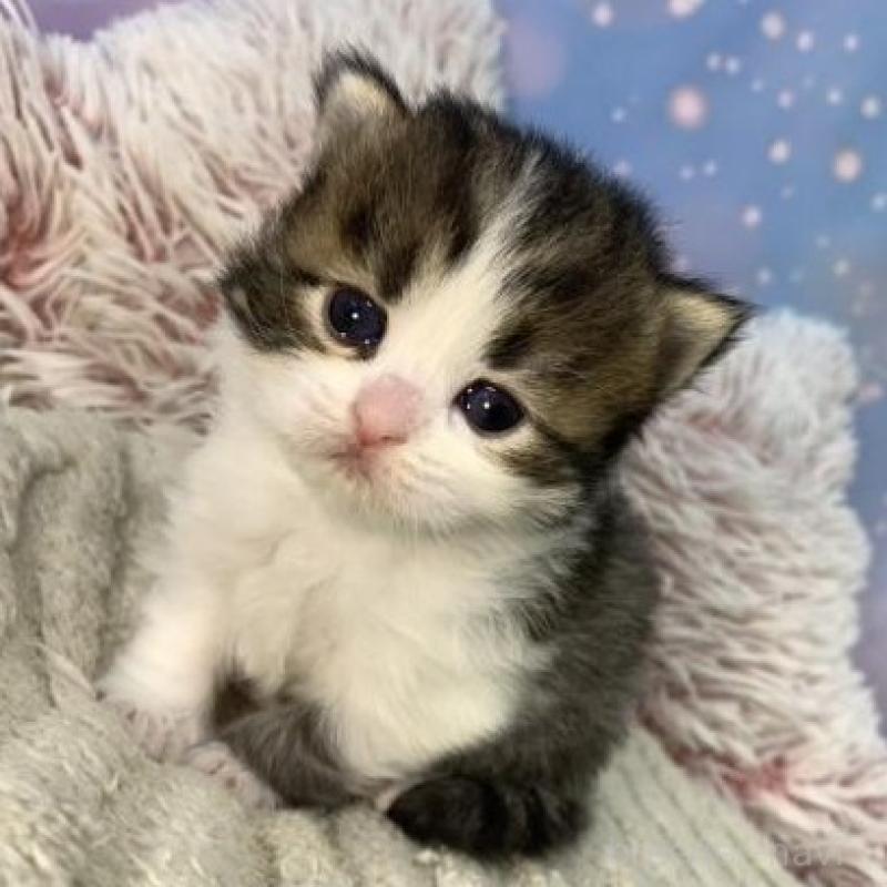 販売中の大阪府のスコティッシュフォールド-135594の4枚目