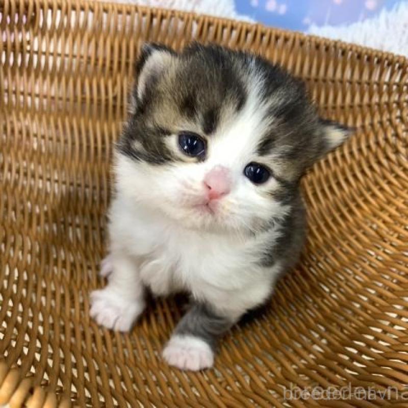 販売中の大阪府のスコティッシュフォールド-135594の3枚目