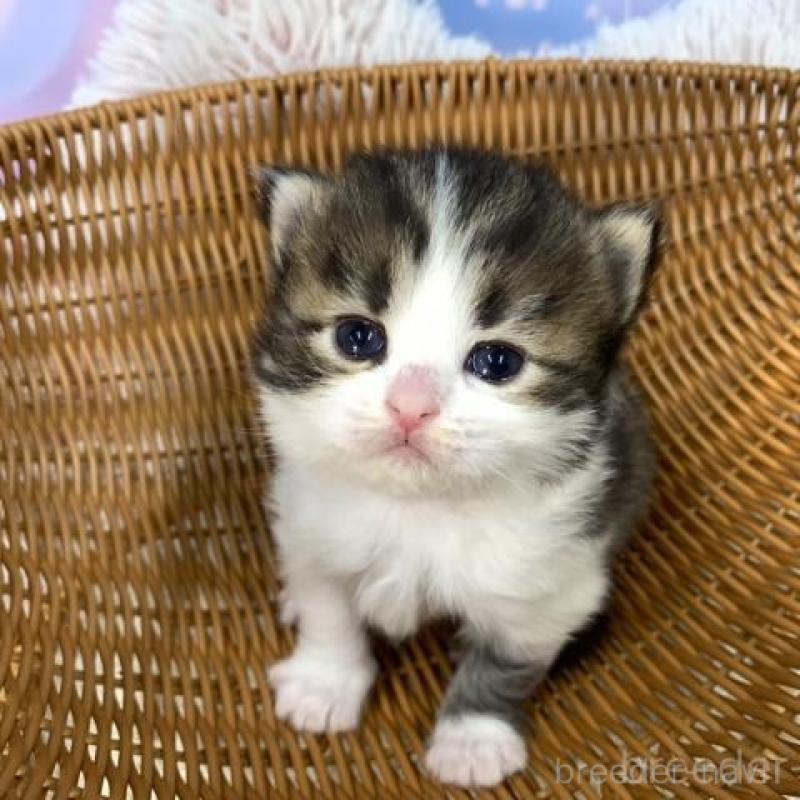 販売中の大阪府のスコティッシュフォールド-135594の2枚目