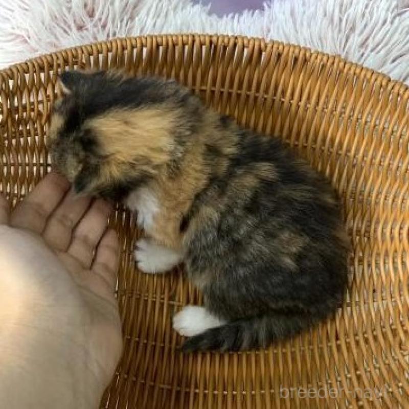 販売中の大阪府のスコティッシュフォールド-135595の6枚目