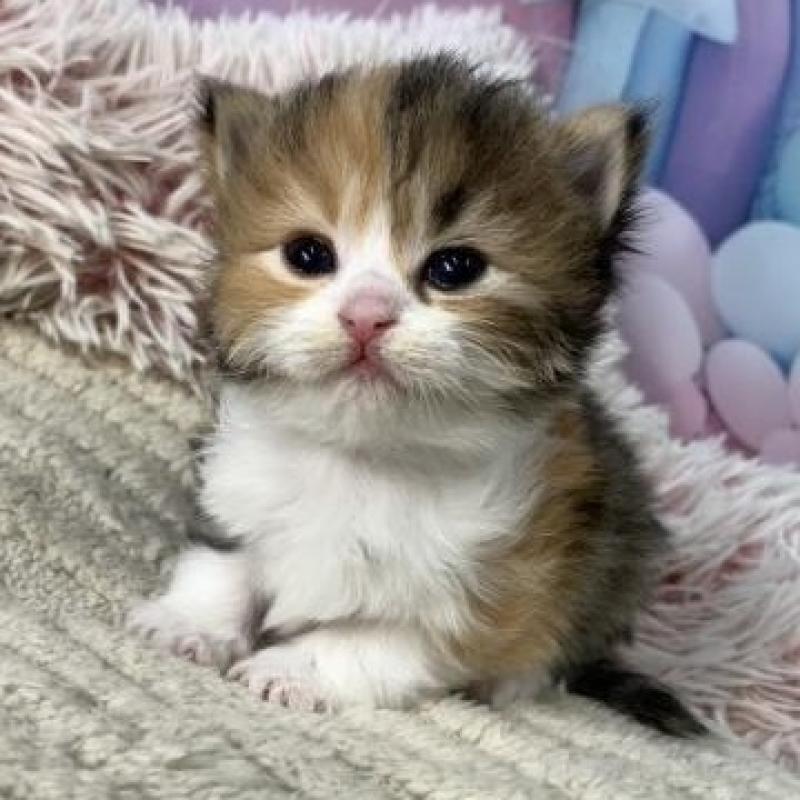 販売中の大阪府のスコティッシュフォールド-135595の5枚目