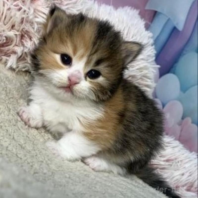 販売中の大阪府のスコティッシュフォールド-135595の4枚目