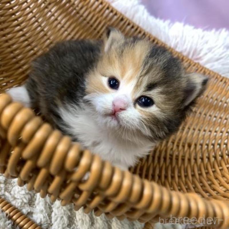 販売中の大阪府のスコティッシュフォールド-135595の3枚目