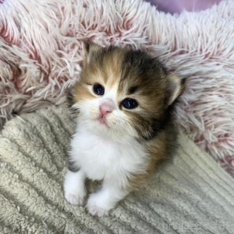 販売中の大阪府のスコティッシュフォールド-135595の2枚目