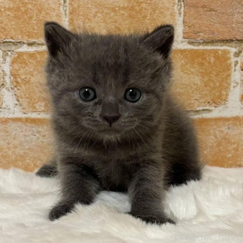 販売中の愛知県のマンチカン-135596の1枚目