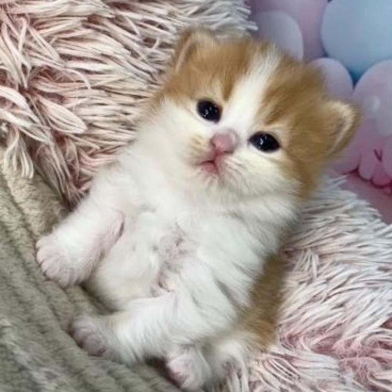 販売中の大阪府のスコティッシュフォールド-135597の6枚目