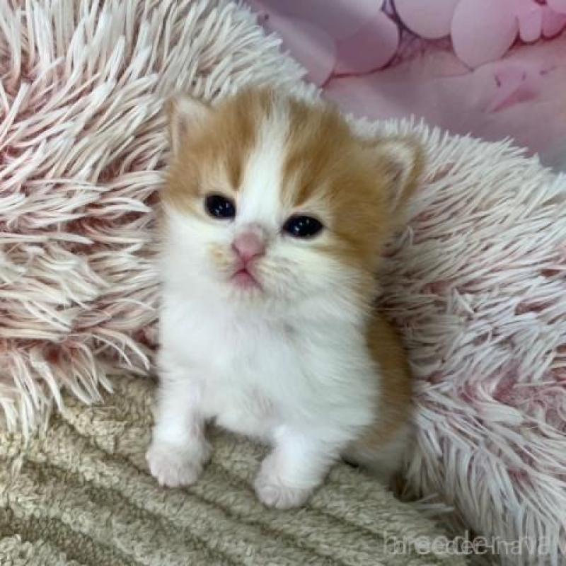 販売中の大阪府のスコティッシュフォールド-135597の5枚目