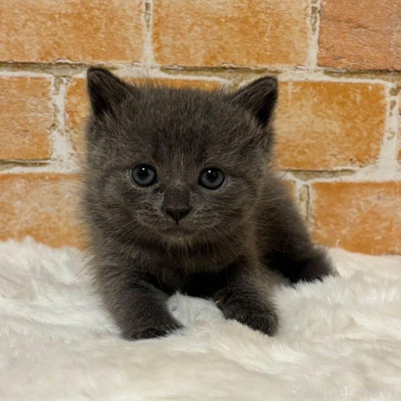 販売中の愛知県のマンチカン-135596の2枚目