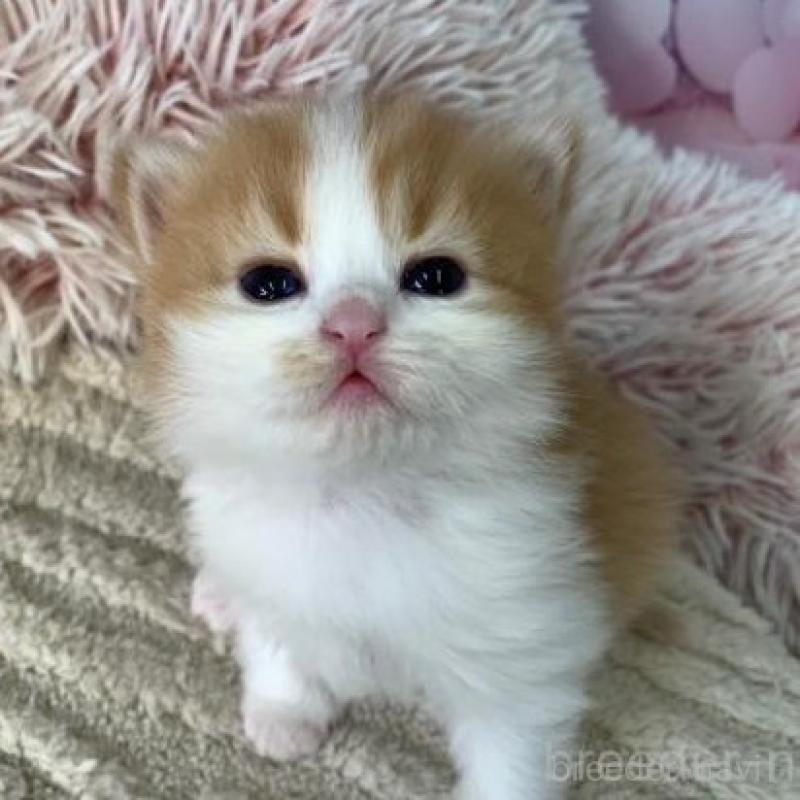 販売中の大阪府のスコティッシュフォールド-135597の4枚目