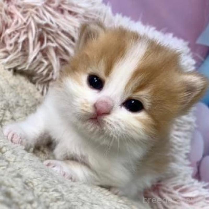 販売中の大阪府のスコティッシュフォールド-135597の2枚目