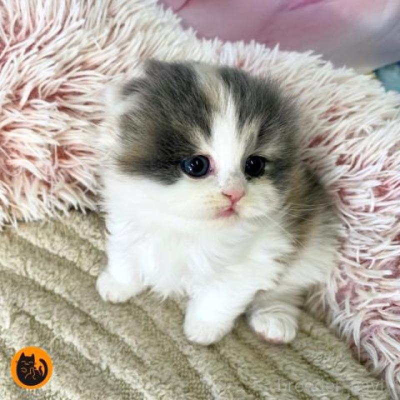 販売中の大阪府のスコティッシュフォールド(折れ耳)-135598の1枚目